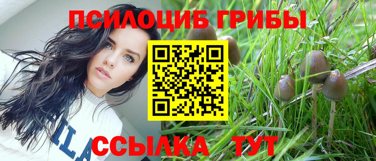 Новошахтинск  Псилоцибиновые грибы Psilocybine cubensis  Вход с VPN 